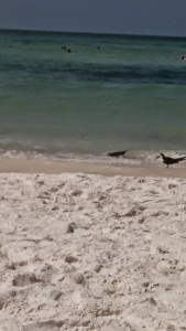 Black Skimmers cooling off in the water. Its not injured. Their top beak is actually that short. They literally skim the water for food, eating fish up to five inches long. 